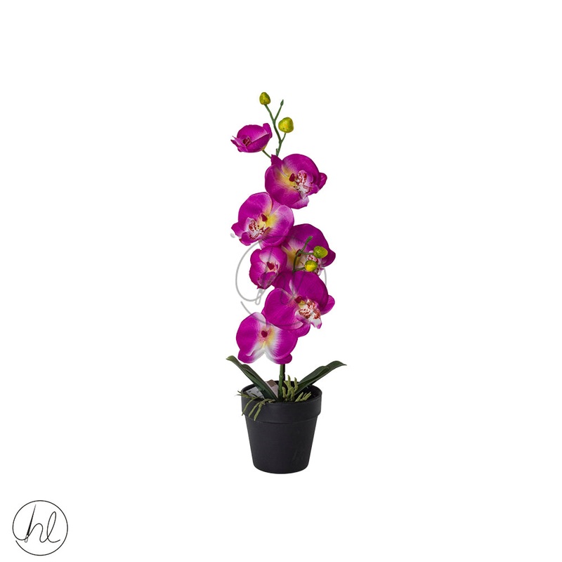Orchid in a pot