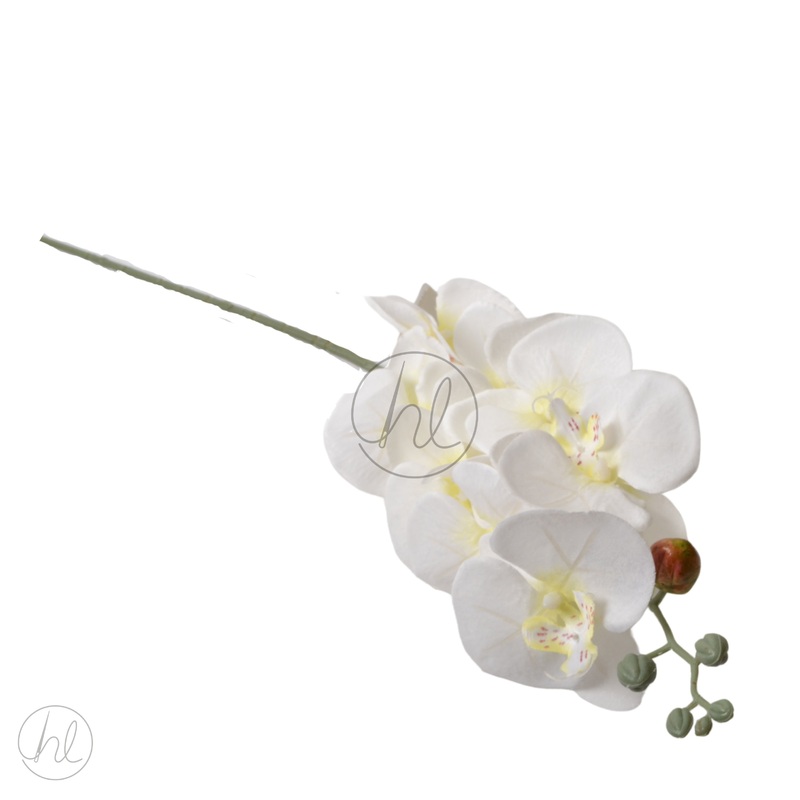 FLOWER ORCHID WHITE FREE