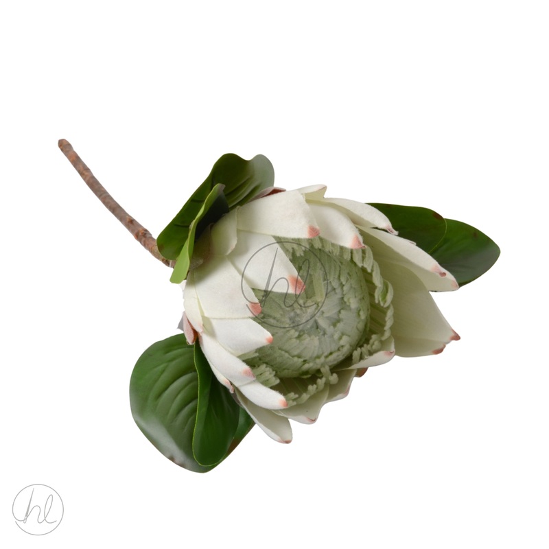 FLOWER PROTEA WHITE FREE